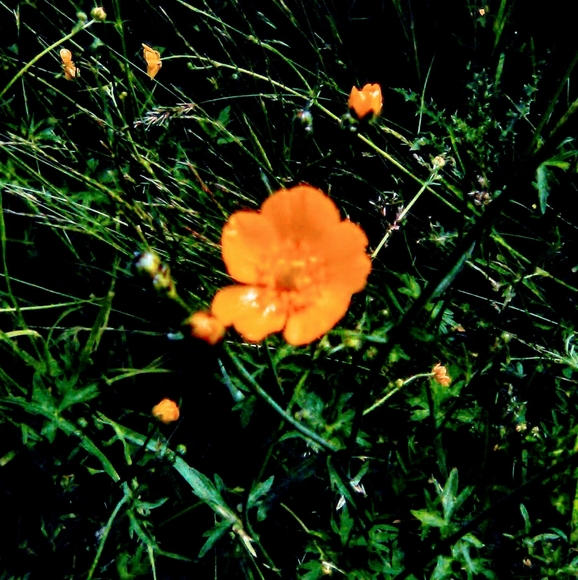 Not 4 Sale - Picture 14 of 16